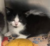 adoptable Cat in , MI named MARY LOUISE