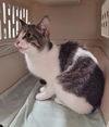 adoptable Cat in , MI named TEQUILA SUNRISE