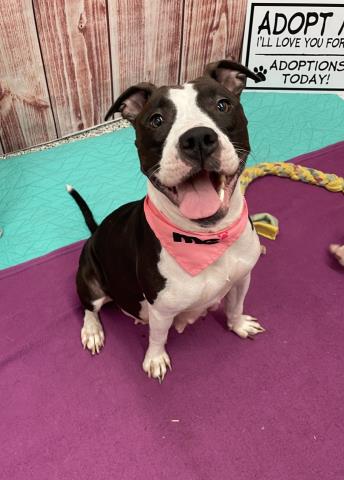 adoptable Dog in Detroit, MI named CAELID