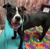 adoptable Dog in  named TERRACE TIDBITS