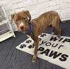 adoptable Dog in , MI named MARCO