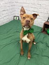 adoptable Dog in , MI named RORY MCCHARM
