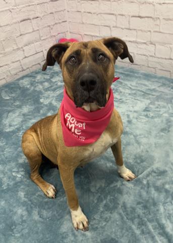 adoptable Dog in Detroit, MI named LADY