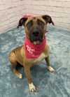 adoptable Dog in  named LADY