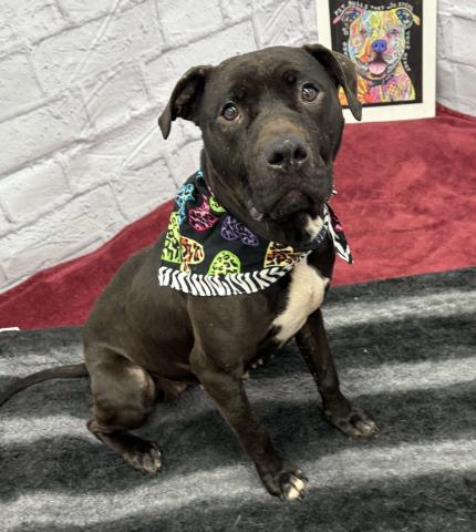 adoptable Dog in Detroit, MI named POPOCA