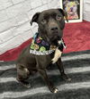 adoptable Dog in  named POPOCA