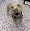 adoptable Dog in  named ALICE NKOM