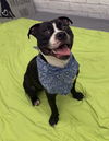 adoptable Dog in  named PLUMPKIN