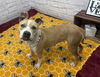 adoptable Dog in  named IZZY JAY