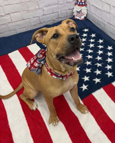 adoptable Dog in Detroit, MI named NYLA