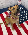 adoptable Dog in  named NYLA