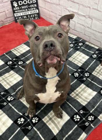 adoptable Dog in Detroit, MI named RANSOM