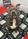 adoptable Dog in  named RANSOM