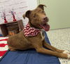 adoptable Dog in  named FAIRY