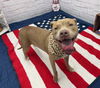 adoptable Dog in , MI named HAPPY FEET
