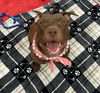 adoptable Dog in  named HALO