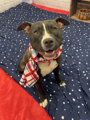 adoptable Dog in Detroit, MI named GIGANTA