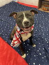 adoptable Dog in , MI named GIGANTA