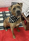 adoptable Dog in  named ROCKO