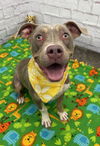 adoptable Dog in , MI named TRINITY