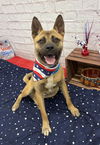 adoptable Dog in  named AGAMOTTO