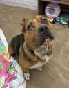 adoptable Dog in  named CLOAK