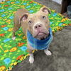 adoptable Dog in , MI named MR. VALENTINE