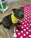 adoptable Dog in , MI named LOBO