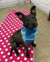 adoptable Dog in  named THANOS