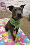 adoptable Dog in , MI named PETER PARKER