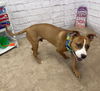 adoptable Dog in , MI named BACON BOB