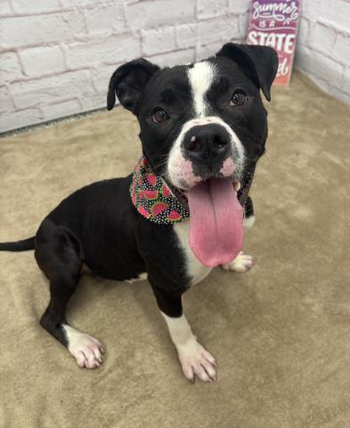 adoptable Dog in Detroit, MI named MERIDA