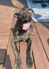 adoptable Dog in  named YOLK