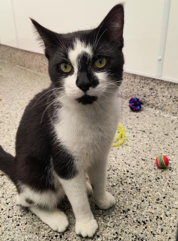 adoptable Cat in Detroit, MI named RIVER CAT