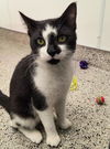 adoptable Cat in , MI named RIVER CAT