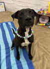 adoptable Dog in  named SOFA