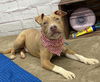 adoptable Dog in  named BELLY BEN