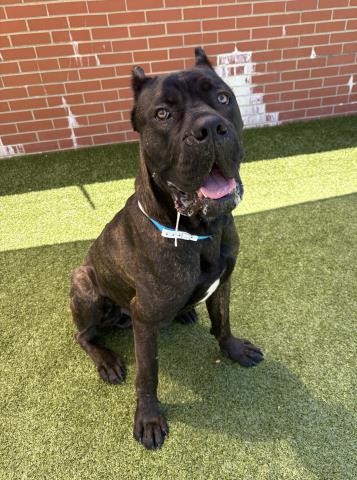 adoptable Dog in Detroit, MI named SCONE MUFFIN