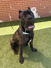adoptable Dog in  named SCONE MUFFIN