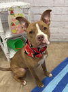 adoptable Dog in  named PUNISHER