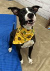 adoptable Dog in  named PISHACHA