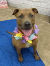 adoptable Dog in  named SPIRIDUS