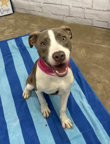 adoptable Dog in Detroit, MI named EMILY CARR
