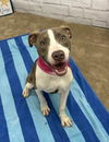 adoptable Dog in  named EMILY CARR