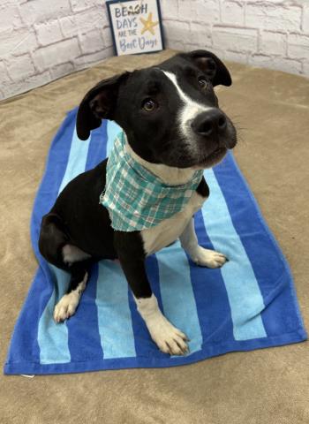 adoptable Dog in Detroit, MI named BAAK