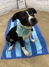 adoptable Dog in  named BAAK