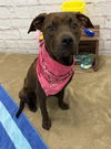 adoptable Dog in  named PRICOLICI