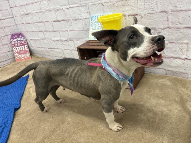adoptable Dog in Detroit, MI named PALOMITA