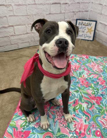 adoptable Dog in Detroit, MI named CHALLAVA