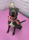 adoptable Dog in , MI named OBIA
